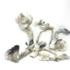 Albino A