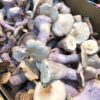 Blue Foot Mushrooms - Image 2