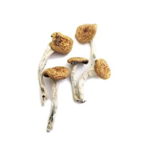 Burma Mushrooms