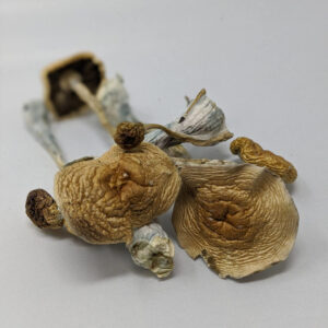 Cambodian Mushrooms