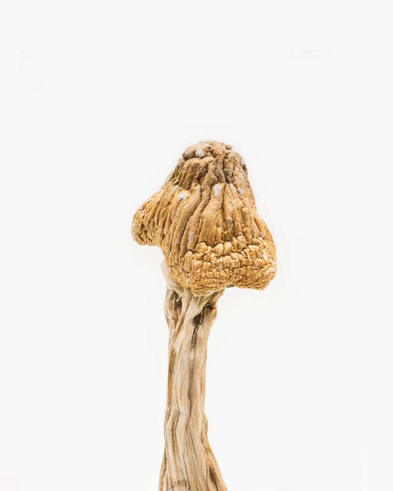 Ecuador Mushrooms 2 Ecuador Mushrooms 2