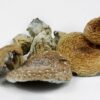 Golden Teacher - Image 2