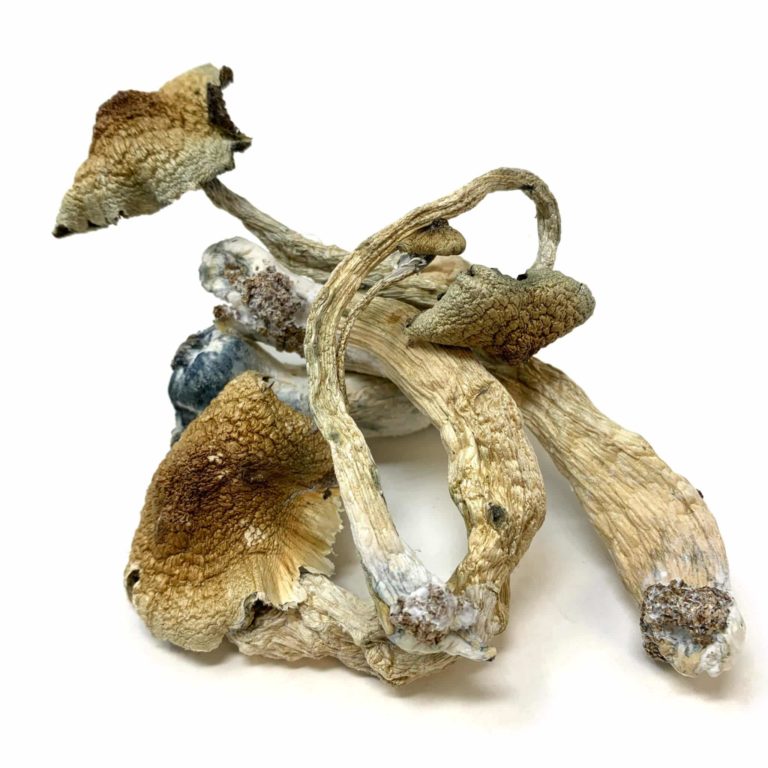 Golden Teacher Golden Teacher