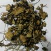Are shrooms good for you