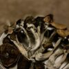 Mazatapec Mushrooms - Image 2