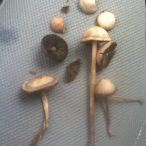 Panaeolus Cinctulus