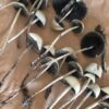 Panaeolus Cyanescens - Image 2