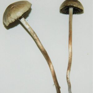 Panaeolus Cyanescens
