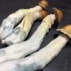 Penis Envy - Image 2