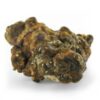 Psilocybe Mexicana - Image 3