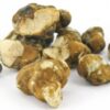 Psilocybe Tampanensis - Image 2