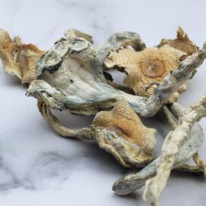 Treasure Coast Mushrooms