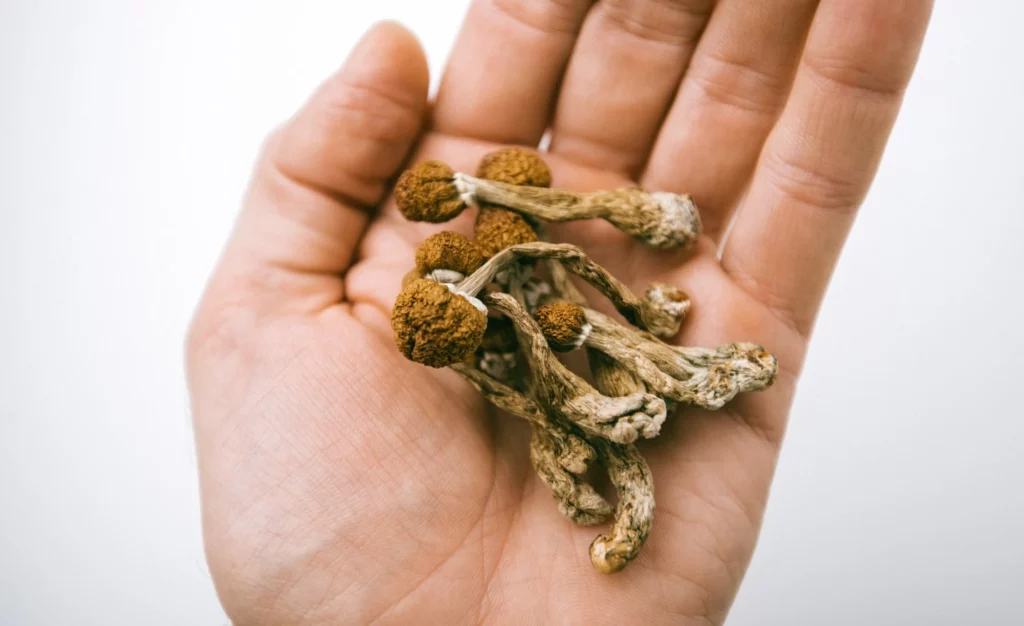 Signs of Magic Mushroom Use
